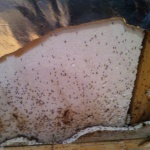 ANT ARMAGEDDON!!! Discovered a massive nest of ants in the back basement wall and all behind the bar.  Had to tear out everything (was planning to do it winter 2013).