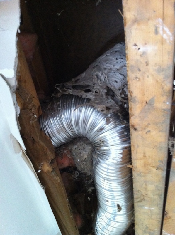 Inside the bulkhead we found 3 wasp nests and loads of dead wasps!