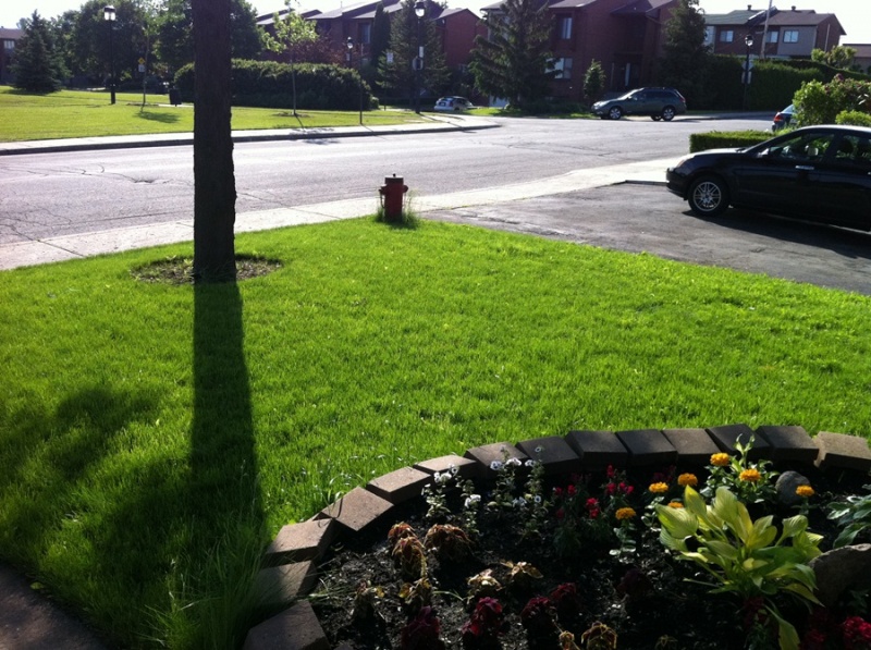 After reseeding and fertilizing our front lawn 2 months ago, it now looks fairly normal and healthy grass.