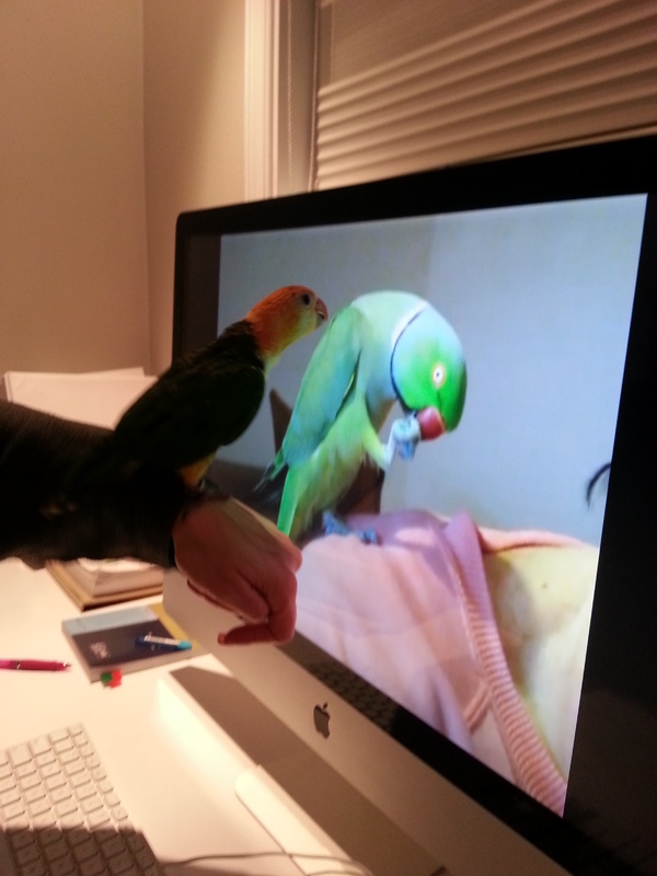 Tango discovers a giant Indian Ringneck!