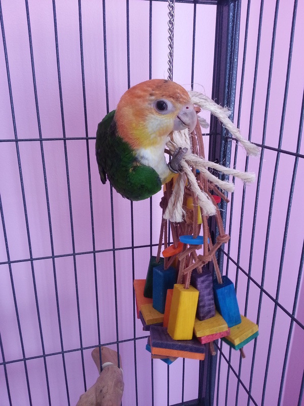 First time Tango plays with a toy in his cage.