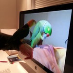 Tango discovers a giant Indian Ringneck!