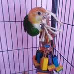 First time Tango plays with a toy in his cage.